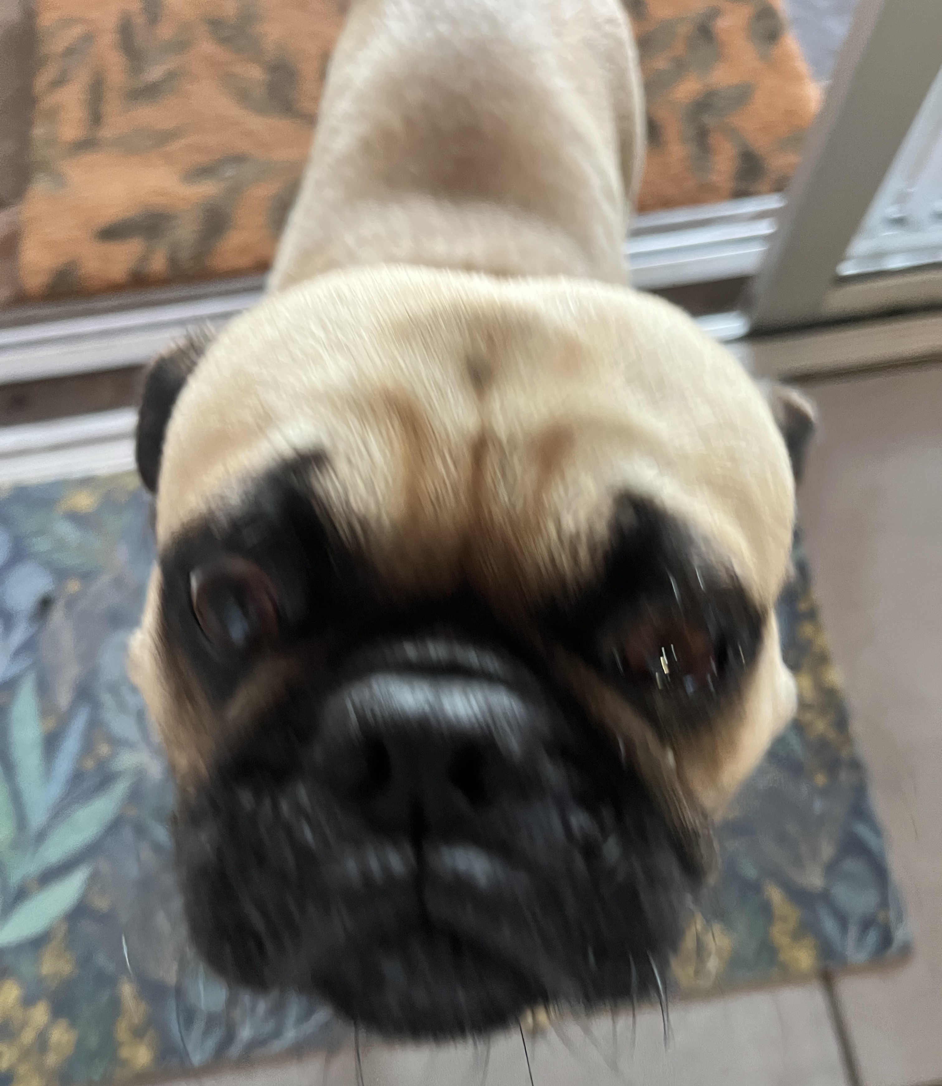 Child's drawing of a pug dog